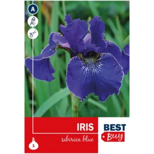 Iris sibirica Blue